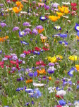 FZ030496 Wild flowers in Barry.jpg